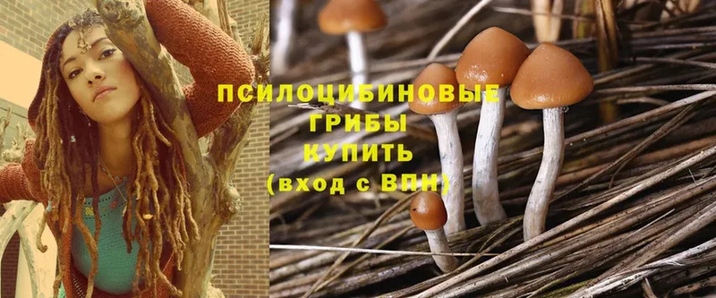 Псилоцибиновые грибы Magic Shrooms  kraken маркетплейс  Будённовск  купить наркотики сайты 